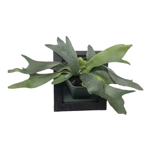 墙上立体相框挂墙挂壁绿萝花架天台阳台自动吸水免打孔壁挂花盆