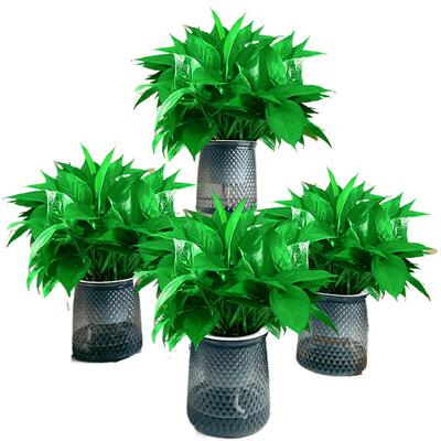 绿萝盆栽室内植物4盆28元