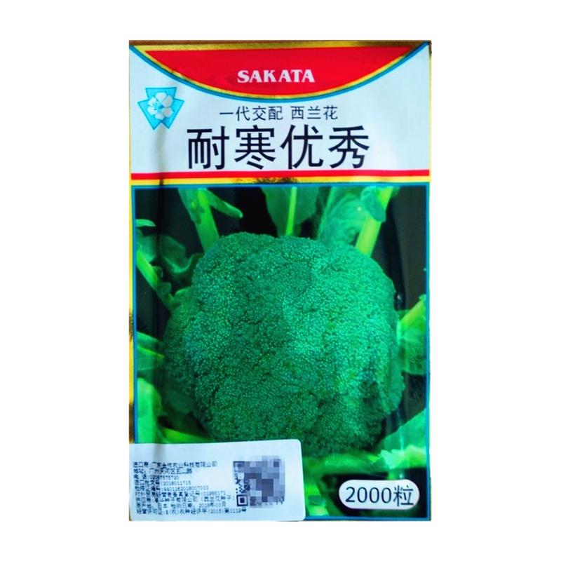 进口西兰花种籽孑蔬菜种子耐寒优秀西兰花种子2000粒西蓝花菜种子