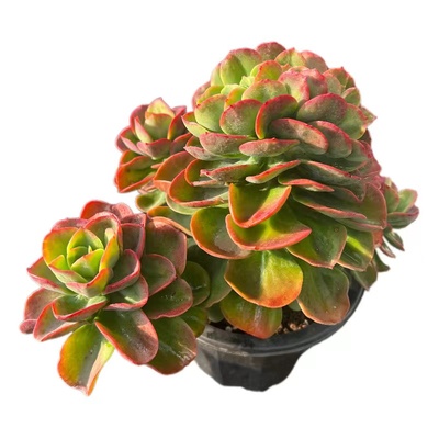 红梅缀化一物一拍云南周舟多肉