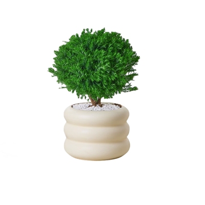 雾凇盆栽办公室桌面绿植四季好养