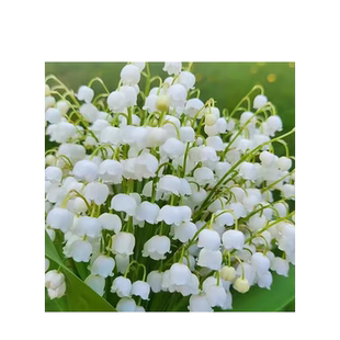 进口铃兰花苗盆栽耐寒绿植物带芽带根种球四季阳台室内好养花卉玲