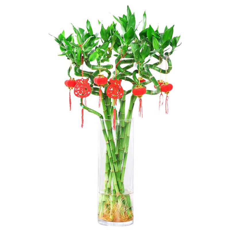 水养富贵竹水培植物转运竹龙竹弯竹水竹开运竹子盆栽室内带根绿植