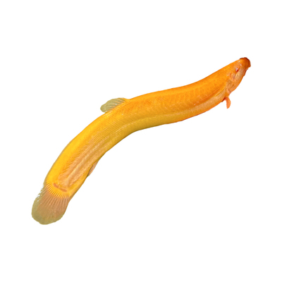 黄金泥鳅冷水清道夫鱼缸清洁工具