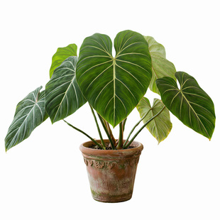 明脉蔓绿绒南美稀有热植麦克道尔西瓜碧浪荧光室内观叶绿植盆栽大