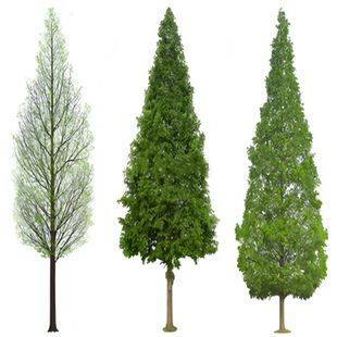 水杉苗水杉树苗 云杉池杉小苗 落羽杉中山杉树苗水松苗速生水杉苗