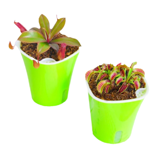 捕蝇草捕虫植物猪笼草多肉植物驱虫盆栽阳台庭院懒人花盆栽好发货