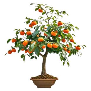 嫁接脆甜柿子树果苗盆栽地栽南北方种植特大庭院果树火晶柿子苗树