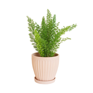 DOLV 豆绿 狐尾天门冬 揪尾巴造型趣味可爱桌面好养耐阴植物盆栽