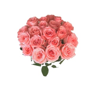 【云舍精选】A级戴安娜单头玫瑰  任意组合2单或以上冷链包邮