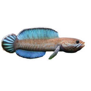 阿萨姆奶茶雷龙鱼进口小型凶猛鱼苗热带观赏鱼蓝帆奶茶雷龙牙鱼