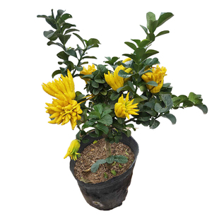 小果佛手盆栽金华佛手带果千指小果盆景花卉阳台绿植佛手柑佛手苗