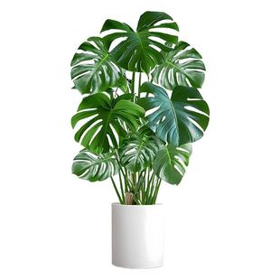 龟背竹客厅大盆栽办公室内大型绿植盆景开背大叶老桩去除甲醛植物