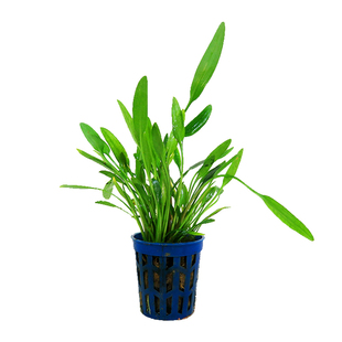 迷你椒草鱼缸中前景造景草淡水真椒草类迷你绿叶椒活体水族箱装饰