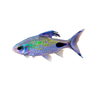 紫红两点鲫热带观赏鱼钻石彩虹鲫黑影道人温顺淡水活体草缸小型鱼