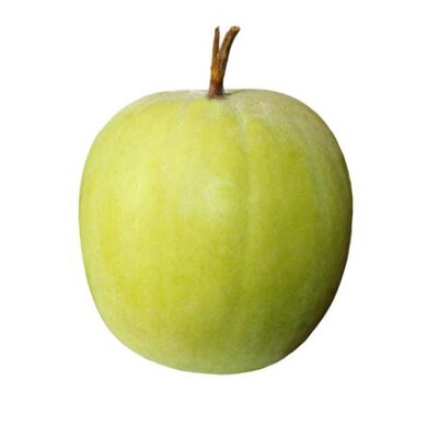 小冬瓜种子四季阳台迷你