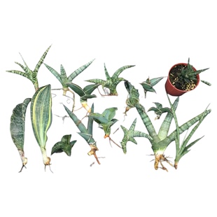 【泰国稀有品种】龙翼玫瑰武士步行者鲍鱼剑叶摇滚鳄鱼虎皮兰小苗