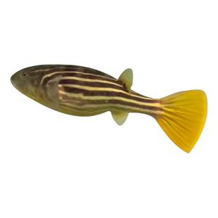 淡水观赏鱼河豚斑马v字毛毛皇冠狗头活体非洲潜水艇包邮进口包牙