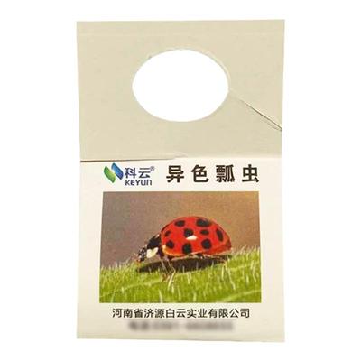 科云异色瓢虫防治蚜虫