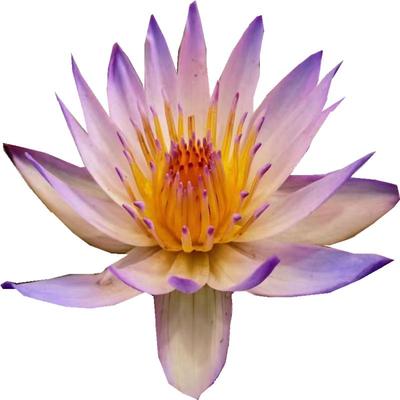 睡莲盆栽碗莲带花苞庭院水池植物