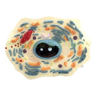 动物植物细胞模型显微结构解剖模型 细胞膜 细胞质 细胞核 线粒体