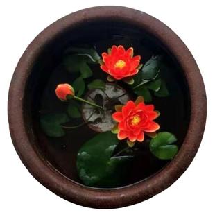 5颗迷你小睡莲四季水培植物带芽碗莲阳台水生微型荷花苗莲花盆栽