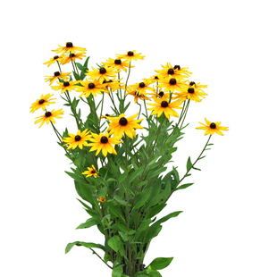 黑心菊花种子金光菊花种籽子多年生四季易活庭院盆栽庭院花籽宿根