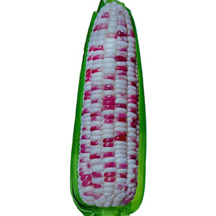 萃甜糯938花甜糯玉米种子糯黏玉米种籽大全彩糯香高产水果孑超甜