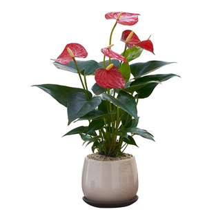 红掌盆栽一帆风顺花卉小植物室内好养办公室绿植鸿运当头四季长青