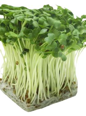 农科院芽苗菜种子纸上水培菜四季