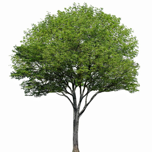 朴树树苗大树园林绿化工程苗木相思树庭院别墅行道树大型风景树苗