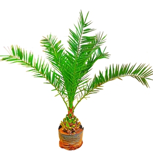 加拿利海枣树苗庭院苗木常绿乔木棕榈易活花苗室外别墅行道风景树