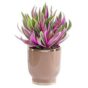 紫露兰盆栽室内植物花卉好养油画婚礼吊兰客厅桌面多肉办公室绿植