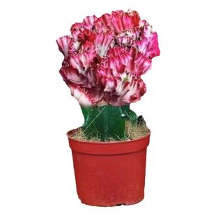 多肉盆栽彩麒麟玉麒麟金麒麟盆栽仙人掌植物阳台办公室绿植麒麟