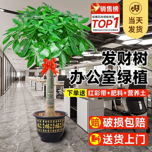 发财树盆栽室内植物摆件客厅大盆栽办公室绿植开业送礼乔迁招财树