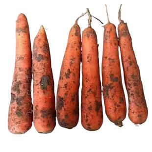 新鲜胡萝卜蔬菜农家自种现挖红皮萝卜红萝卜新鲜直供优质特产食材