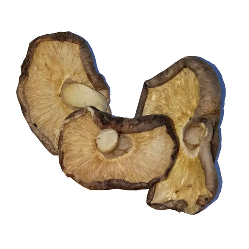 普通薄片特价包饺子500g五斤冬菇