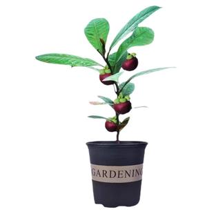 山竹树苗无籽山竹苗岭南黄金山竹南方北方种植四季盆栽地栽