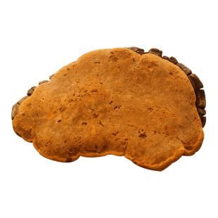 [拉萨直发]林芝地区野外生长正宗西藏野生桑黄灵芝茶正品500g干货