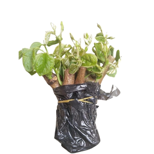 粉葛根苗高产葛根种植苗无渣粉葛种苗优质扦插种藤绿化葛种苗包邮