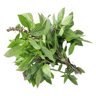 泰国餐厅用新鲜金不换500g九层塔冬阴功汤炒花甲香料金不换三杯鸡