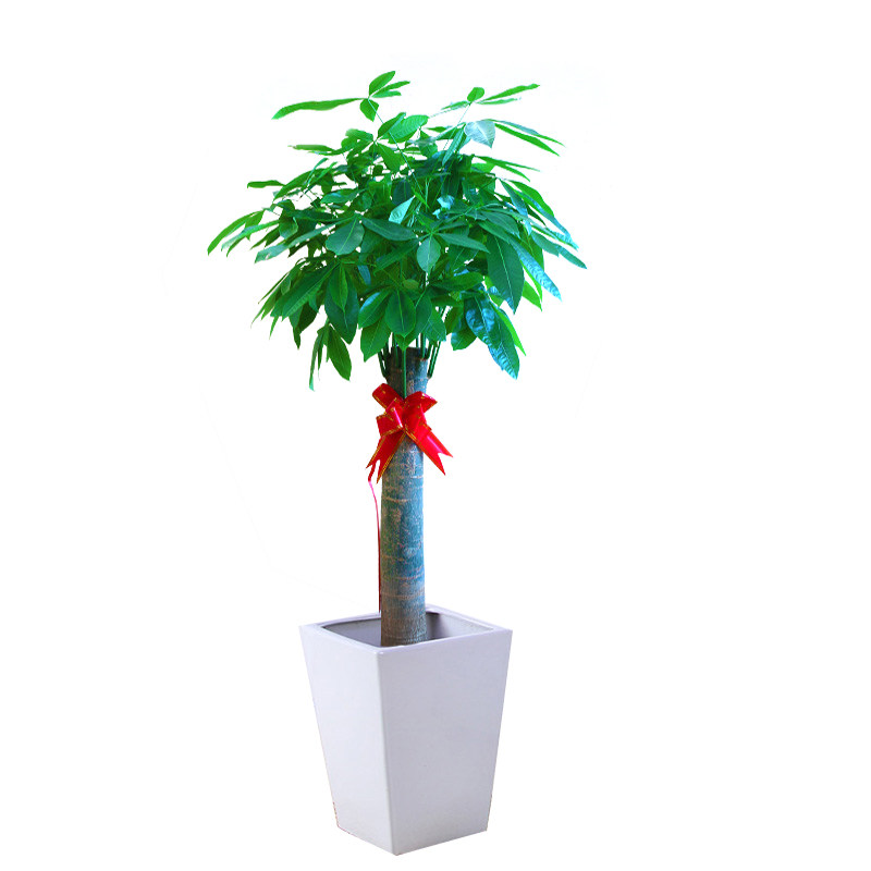 发财树大盆绿植大型盆栽客厅办公室乔迁开业盆景送礼厦门同城配送