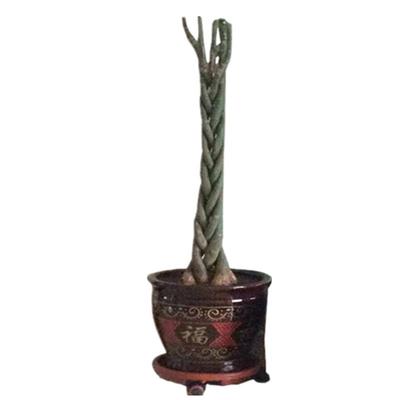 大型发财树步步高客厅室内绿植