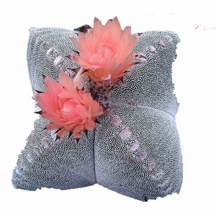 【三只蝴蝶-仙人球四角鸾凤玉】会开花多肉植物随机发货花色落地