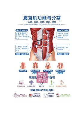 月子中心腹直肌功能与分离亚克力摆台知识科普妇产科品牌专业交互