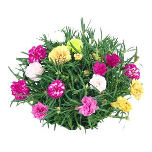 太阳花种子籽特大重瓣四季播种矢车菊向日葵花籽满天星盆栽阳台