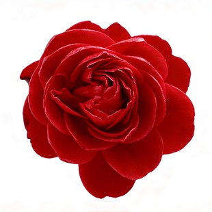 红木香无刺月季花苗藤本花卉盆栽多季开大花浓香爬藤蔷薇阳台玫瑰