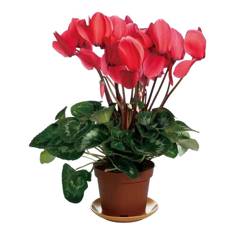 盆栽重瓣迎客好养观花植物