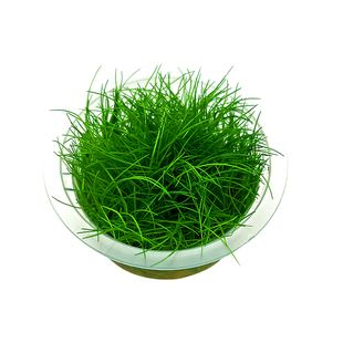 牛毛水草前景草无菌水草杯植物真草鱼缸造景专用净水增氧阴性草坪
