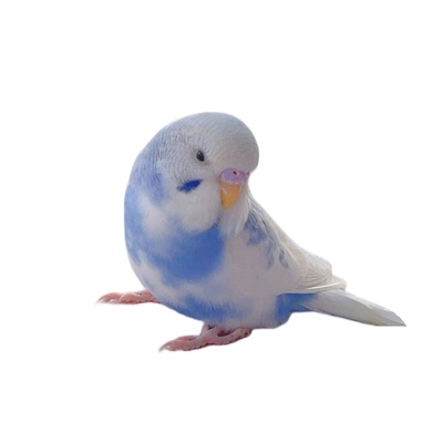 虎皮鹦鹉手养鹦鹉亲人好养会说话